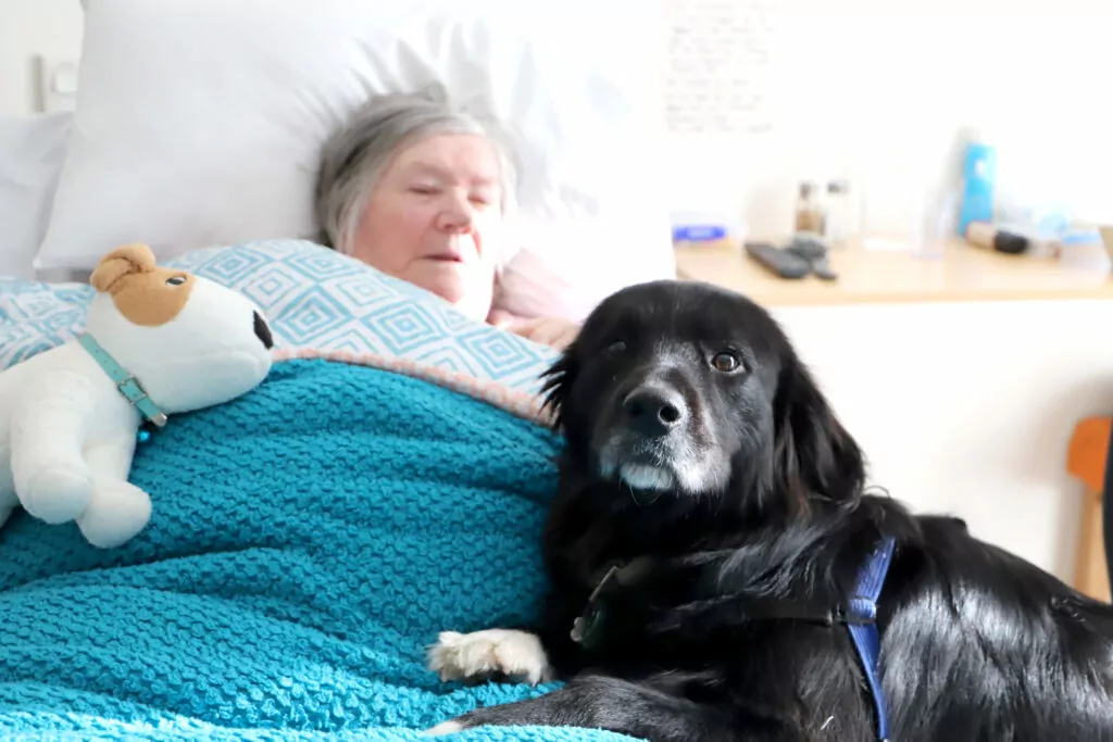 Resident lying in bed has a visit from a therapy dog