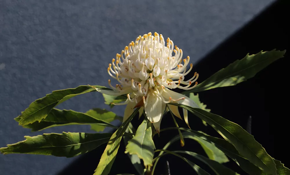 White Waratah flower