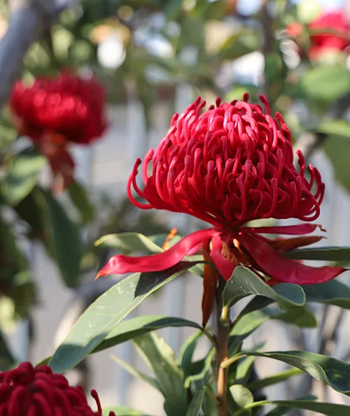 Red Tasmanian Waratah